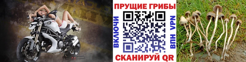Псилоцибиновые грибы мухоморы  купить  цена  Тейково 